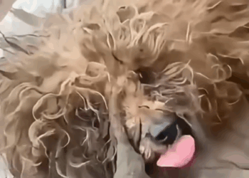 From stray to princess a second chance at sight_part2