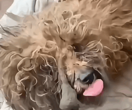 From stray to princess a second chance at sight_part2