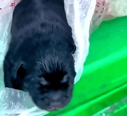 Adopting an orphaned newborn dog and the happiness that followed_part2