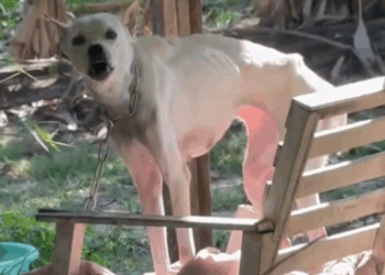 A message to you, from Alba_part2