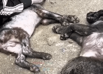 From Dumpster to Dream Life_part2