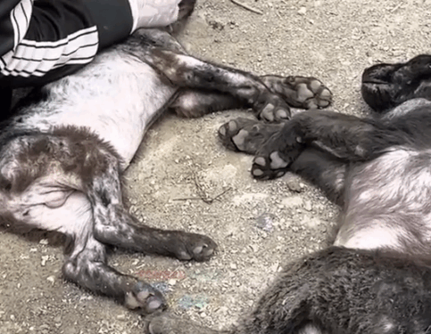 From Dumpster to Dream Life_part2