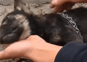 Part2.Animals Rescue #dogrescue #rescuedog #dogsofttiktok #foryoupage #foryou #dogs