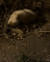 I found a cat that’s totally covered in ear mites — it’s unbelievable_part2