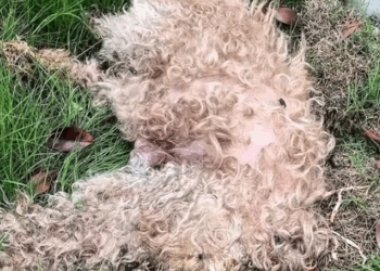 Part2 .Animals Rescue #dogrescue #rescuedog #dogsofttiktok #foryoupage #foryou #dogs