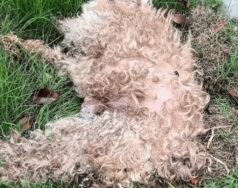 Part2 .Animals Rescue #dogrescue #rescuedog #dogsofttiktok #foryoupage #foryou #dogs