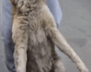 here is the updates of the baby dog I have managed to rescue_part2