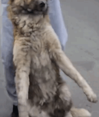 here is the updates of the baby dog I have managed to rescue_part2