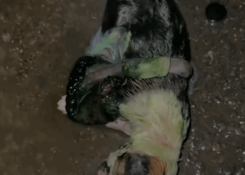 Part2 .Animals Rescue #dogrescue #rescuedog #dogsofttiktok #foryoupage #foryou #dogs