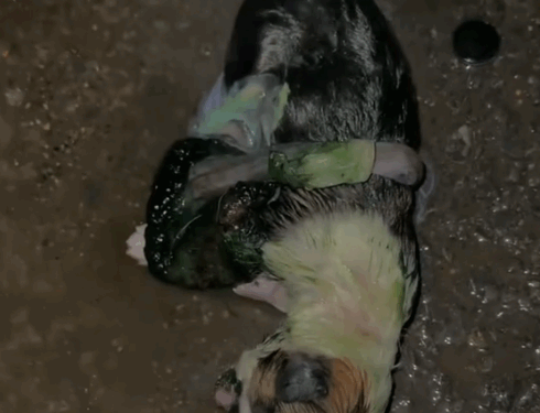 Part2 .Animals Rescue #dogrescue #rescuedog #dogsofttiktok #foryoupage #foryou #dogs