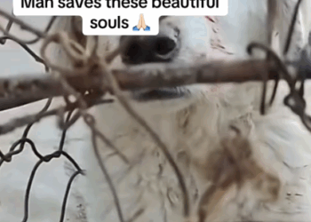 Part 2.Animals Rescue #rescuedog #dogrescue #dogsofttiktok #foryoupage #foryou #dogs