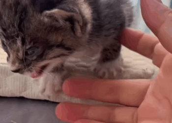 Part2 .Animals Rescue #dogrescue #rescuedog #dogsofttiktok #foryoupage #foryou #dogs