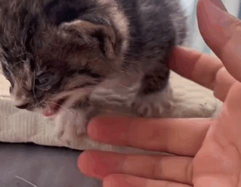 Part2 .Animals Rescue #dogrescue #rescuedog #dogsofttiktok #foryoupage #foryou #dogs