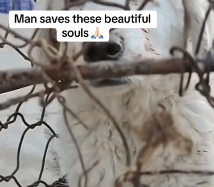 Part 2.Animals Rescue #rescuedog #dogrescue #dogsofttiktok #foryoupage #foryou #dogs