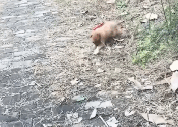 part2.Animals Rescue #dogrescue #rescuedog #dogsofttiktok #foryoupage #foryou #dogs