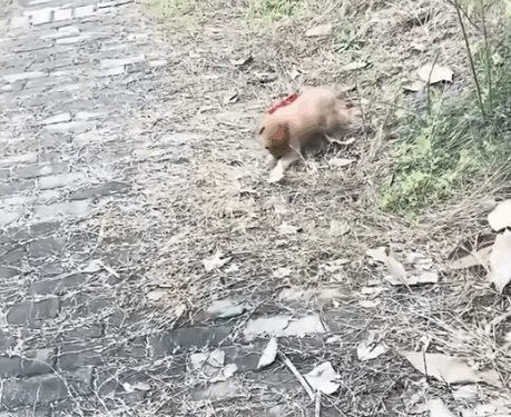 part2.Animals Rescue #dogrescue #rescuedog #dogsofttiktok #foryoupage #foryou #dogs