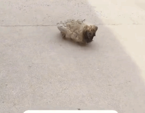 7The Road to Healing Rescuing Happy_part1