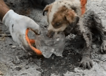 7 rescue of a small abandoned dog trapped under the concrete and we do everything to save him_part1