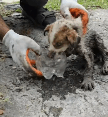 7 rescue of a small abandoned dog trapped under the concrete and we do everything to save him_part1