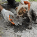 7 rescue of a small abandoned dog trapped under the concrete and we do everything to save him_part1