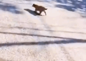 Rescue a puppy_part2