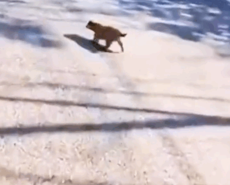 Rescue a puppy_part2