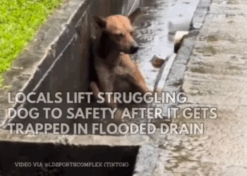 part2.Animals Rescue #dogrescue #rescuedog #dogsofttiktok #foryoupage #foryou #dogs