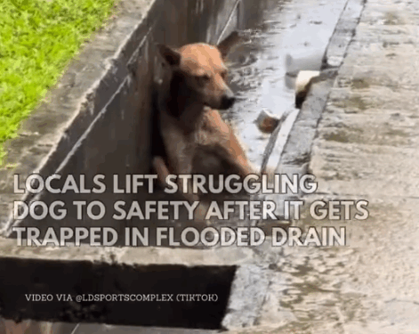 part2.Animals Rescue #dogrescue #rescuedog #dogsofttiktok #foryoupage #foryou #dogs