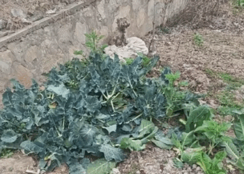 Part2.Animals Rescue #dogrescue #rescuedog #dogsofttiktok #foryoupage #foryou #dogs