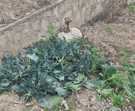 Part2.Animals Rescue #dogrescue #rescuedog #dogsofttiktok #foryoupage #foryou #dogs