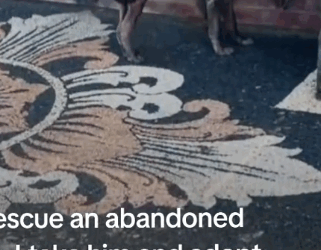 8I rescue an abandoned dog, I take him and adopt him_part1