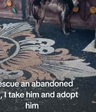 8I rescue an abandoned dog, I take him and adopt him_part1