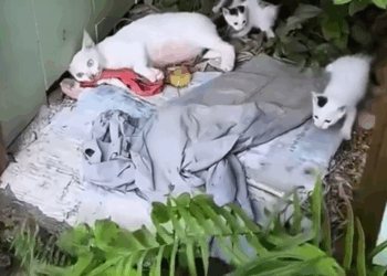 Rescue a family cat_part2