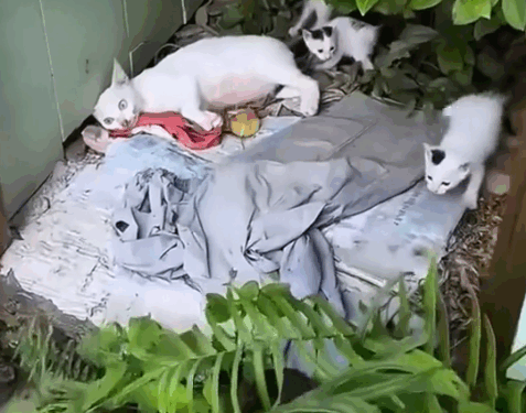 Rescue a family cat_part2