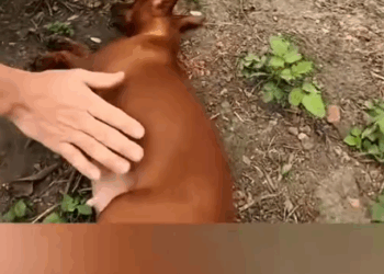 part2.Animals Rescue #dogrescue #rescuedog #dogsofttiktok #foryoupage #foryou #dogs