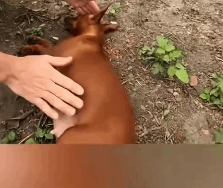 part2.Animals Rescue #dogrescue #rescuedog #dogsofttiktok #foryoupage #foryou #dogs