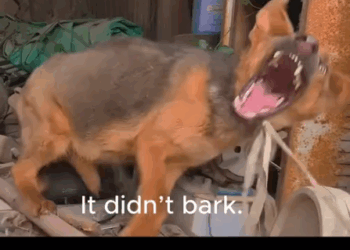 He Didn’t Bark. Until We Came._part2