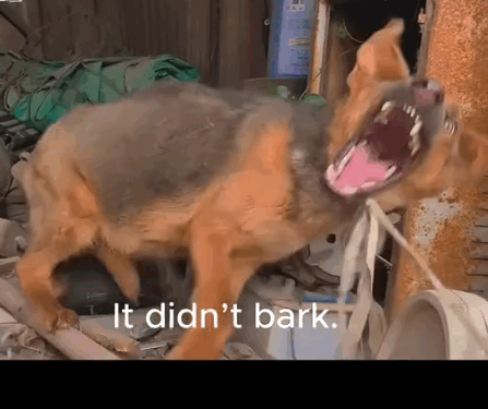 He Didn’t Bark. Until We Came._part2