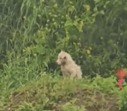 A lonely white puppy was crying on the soil slope, her fur Soaked by the heavy rain, and then_part2