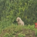 A lonely white puppy was crying on the soil slope, her fur Soaked by the heavy rain, and then_part2