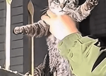 Part2. Animals Rescue #dogrescue #rescuedog #dogsofttiktok #foryoupage #foryou #dogs