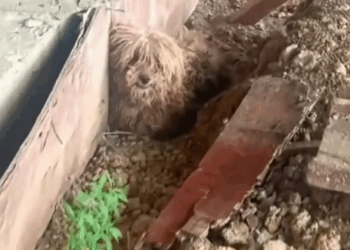 From stray to stunning the inspiring journey of a resilient Teddy_part2