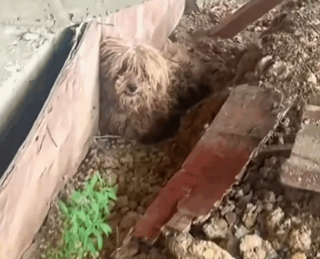 From stray to stunning the inspiring journey of a resilient Teddy_part2