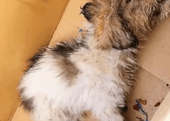 Do you have enough love for animals to save such a dying dog_part2