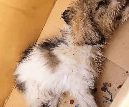 Do you have enough love for animals to save such a dying dog_part2