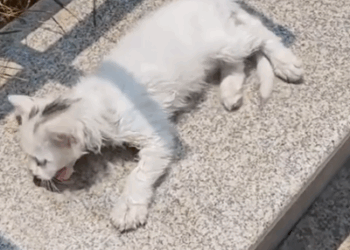 Found this kitten barely hanging on by the road…Took her home hoping for a miracle._part2