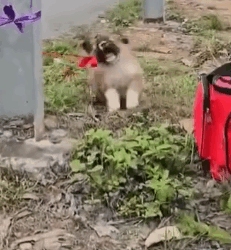 Part2.Animals Rescue #dogrescue #rescuedog #dogsofttiktok #foryoupage #foryou #dogs