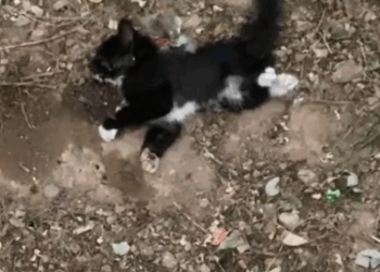 I met a cat is twitching by the road_part2