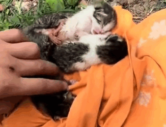 I found five groups of conjoined twins._part2