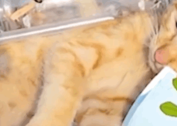 I Found 4 Kittens Living in Garbage… Their Transformation Is Unbelievable 🐱_part2